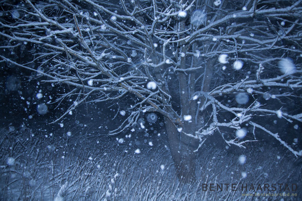 winter_night_snow_cw-3